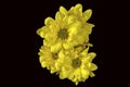 Yellow Chrysanthemum